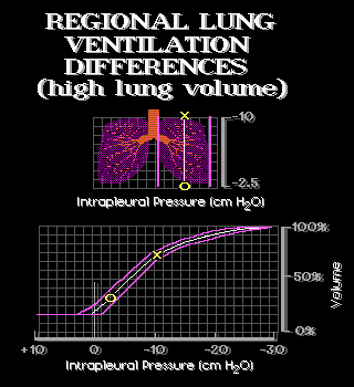 Regional Lung Ventilation Differences (High)